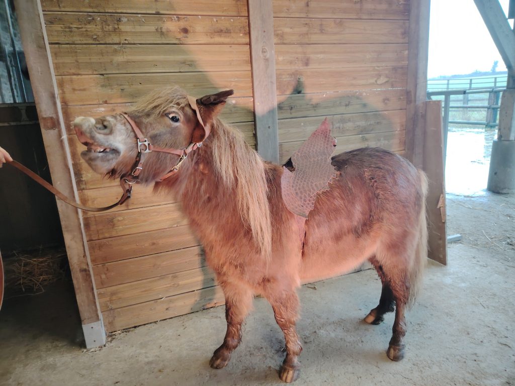 spectacles et déambulation de Noël avec poneys